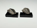 Back view, Tiny trilobite fossils, dollhouse specimens