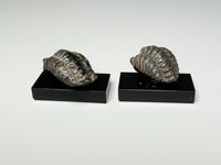 Back view, Tiny trilobite fossils, dollhouse specimens