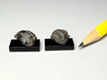 Fossil trilobite, Morocco.  3 dimensional!