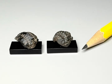 Fossil trilobite, Morocco.  3 dimensional!