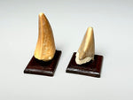 Edge view, Fossil mosasaur teeth, dollhouse miniature display