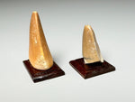 Other edge view, Fossil mosasaur teeth, dollhouse miniature display