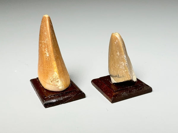 Other edge view, Fossil mosasaur teeth, dollhouse miniature display