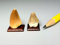 Real mosasaur tooth, extinct marine reptile.  Sold individually