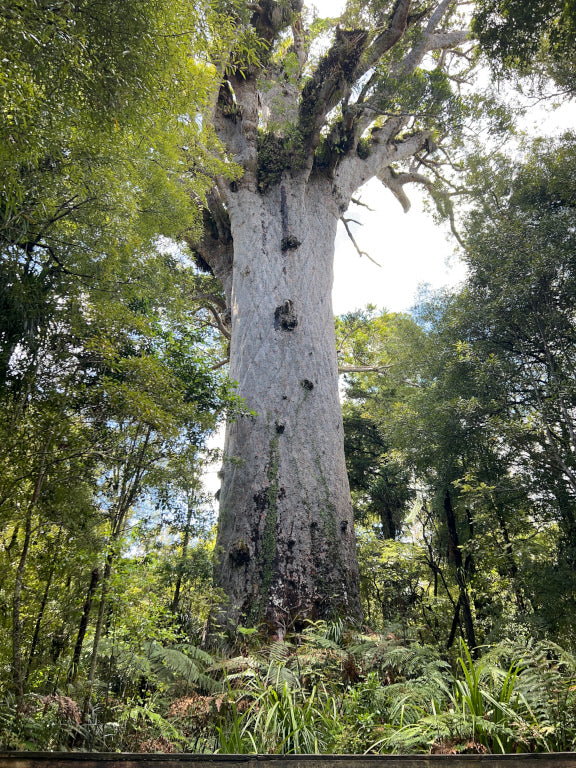 Tane Mahuta, a giant kauri tree in New Zealand 