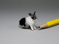 Alice Zinn furred rabbit