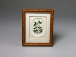 Miniature etching of dogwood, 1:12 scale