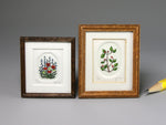 Floral and botanical etchings, Jane Conneen. 1:12 scale dollhouse decor