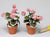 1:12 dollhouse miniature pink geraniums