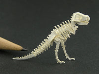 Tyrannosaurus rex skeleton model