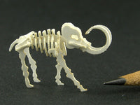 Tiny woolly mammoth skeleton model