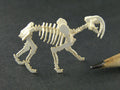 Smilodon, aka sabre toothed tiger skeleton model