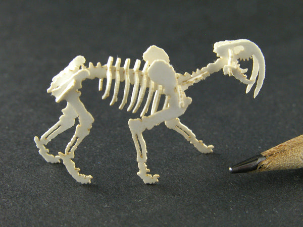 Saber tooth tiger skeleton model