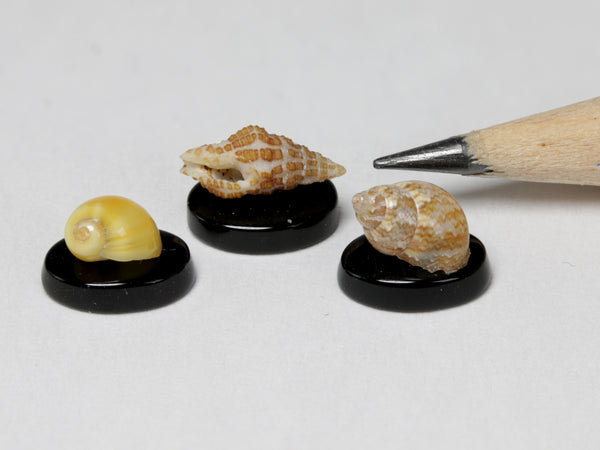 Collection of tiny sea shells for dollhouse