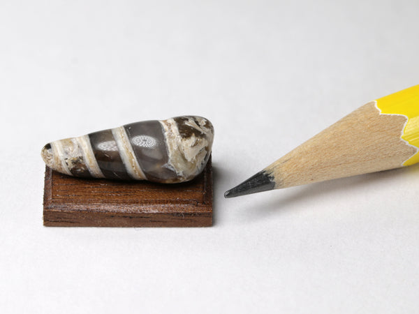 Fossilized agatized shell, dollhouse miniature display
