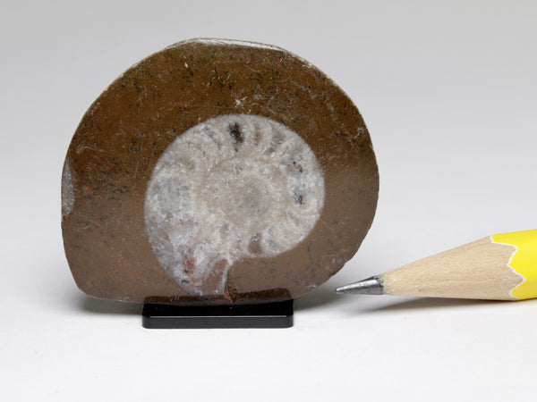 Goniatite (ammonite pre-cursor) fossil display for dollhouse