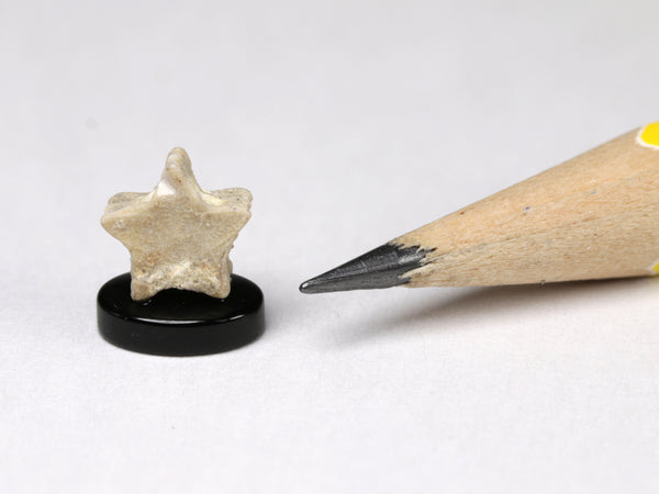 Star crinoid fossil, dollhouse miniature specimen
