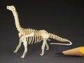 Brontosaurus skeleton model - Currently unavailable