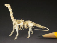 Brontosaurus skeleton model