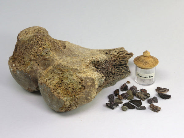Fossil dinosaur bone pieces in jars
