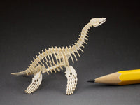 Model plesiosaur skeleton