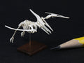 Pterosaur skeleton model - Currently unavailable