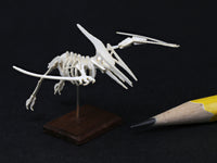 Pterosaur skeleton model in flight