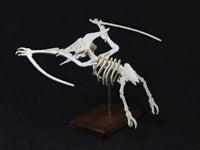 Pterosaur skeleton model, rear view