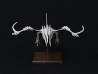 Pterosaur model in flight, front view