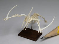 Model flying pterosaur skeleton, dollhouse scale
