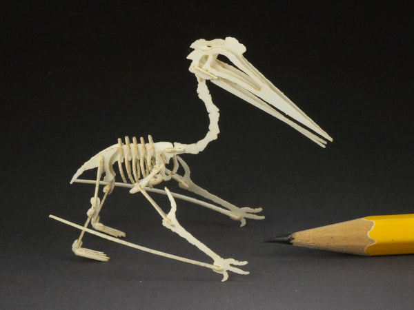 Quetzalcoatlus pterosaur skeleton model
