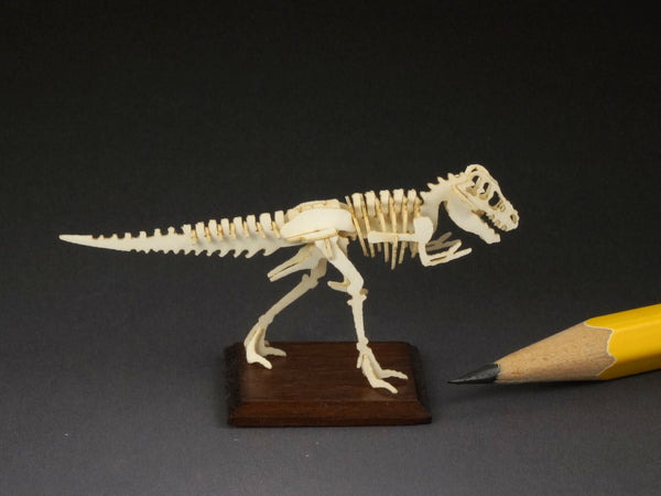 Modern tyrannosaurus rex skeleton model, tiny