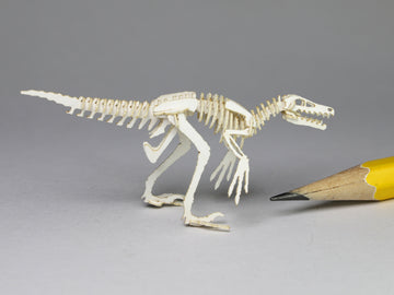 Velociraptor skeleton model - Currently unavailable