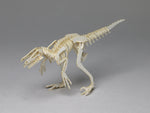 Miniature Velociraptor skeleton model